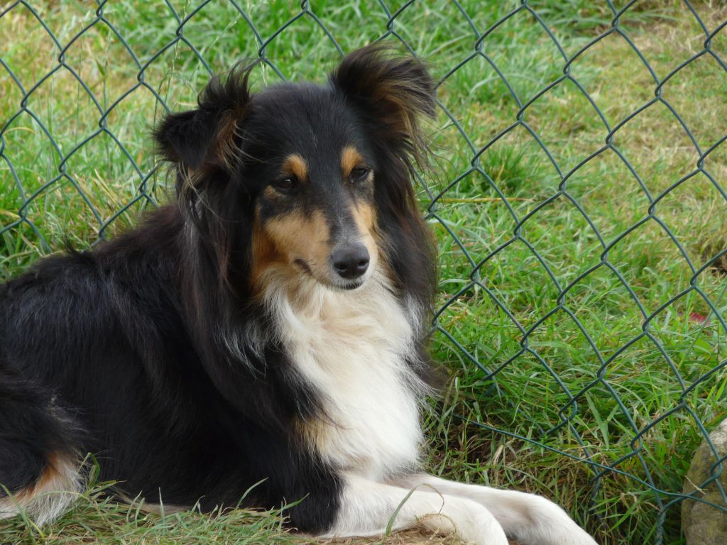 Les Shetland Sheepdog de l'affixe Of Vanook's Garden