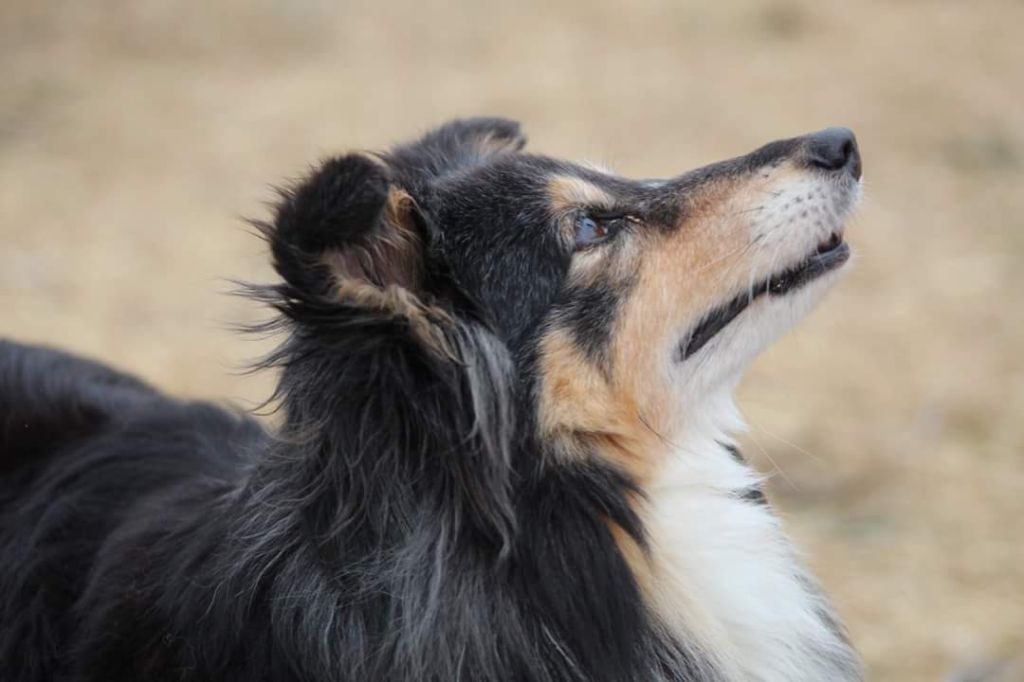 Dolly des petites fées des  sables