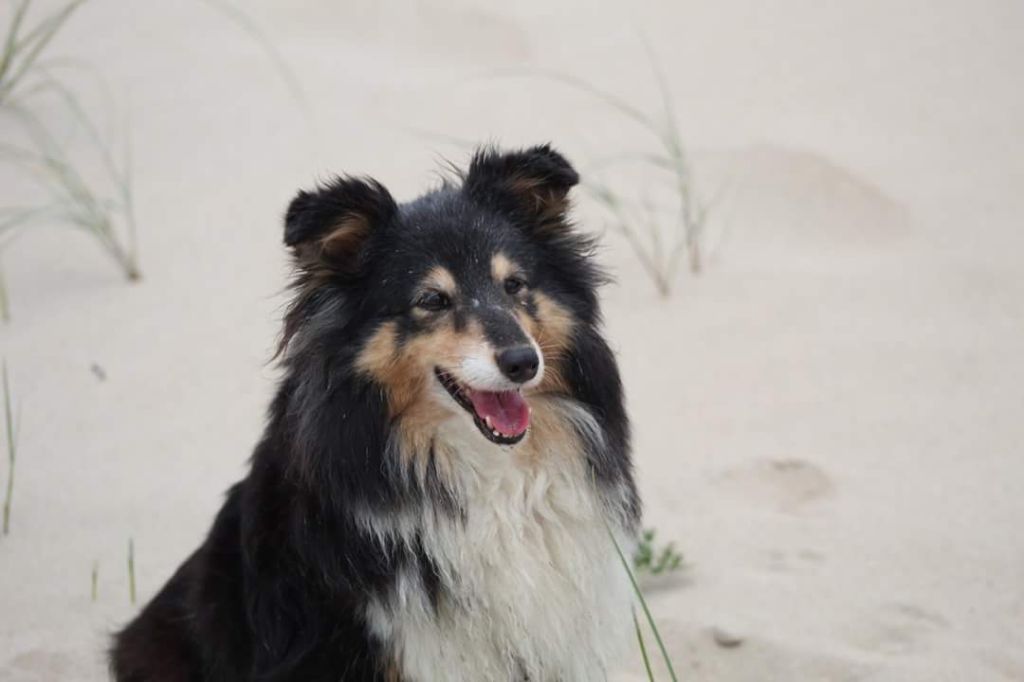 Dolly des petites fées des  sables