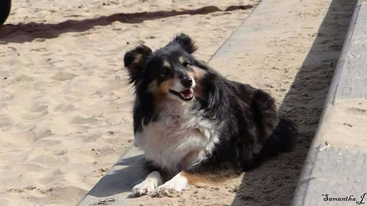 Dolly des petites fées des  sables