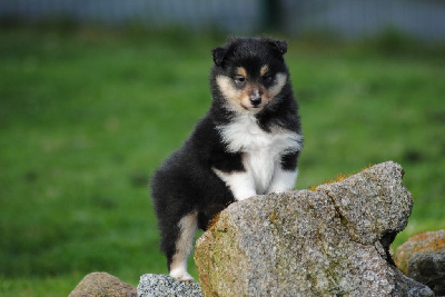 Of Vanook's Garden - Shetland Sheepdog - Portée née le 31/01/2024