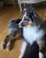 Of Vanook's Garden - Shetland Sheepdog - Portée née le 27/07/2017