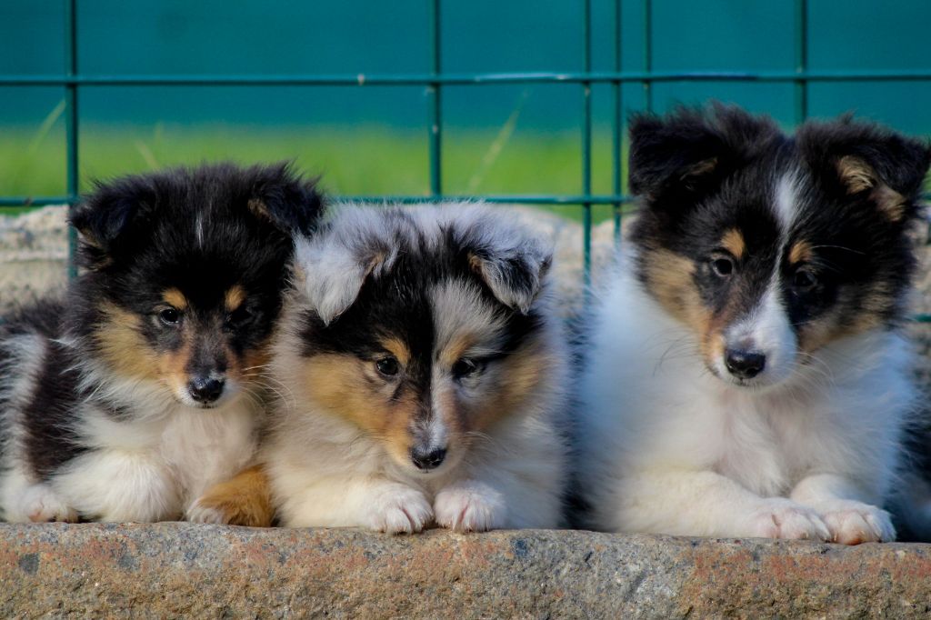 Of Vanook's Garden - Shetland Sheepdog - Portée née le 21/08/2021