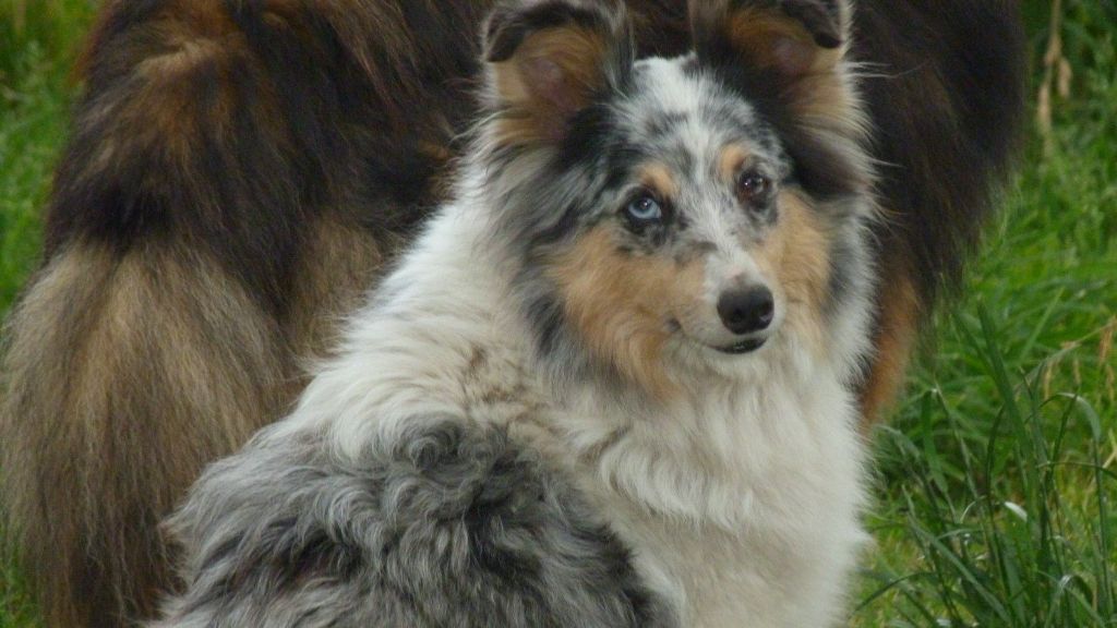 Fidjy blue De l'ile de la motte