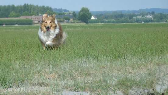Elypse Lann Loperhet