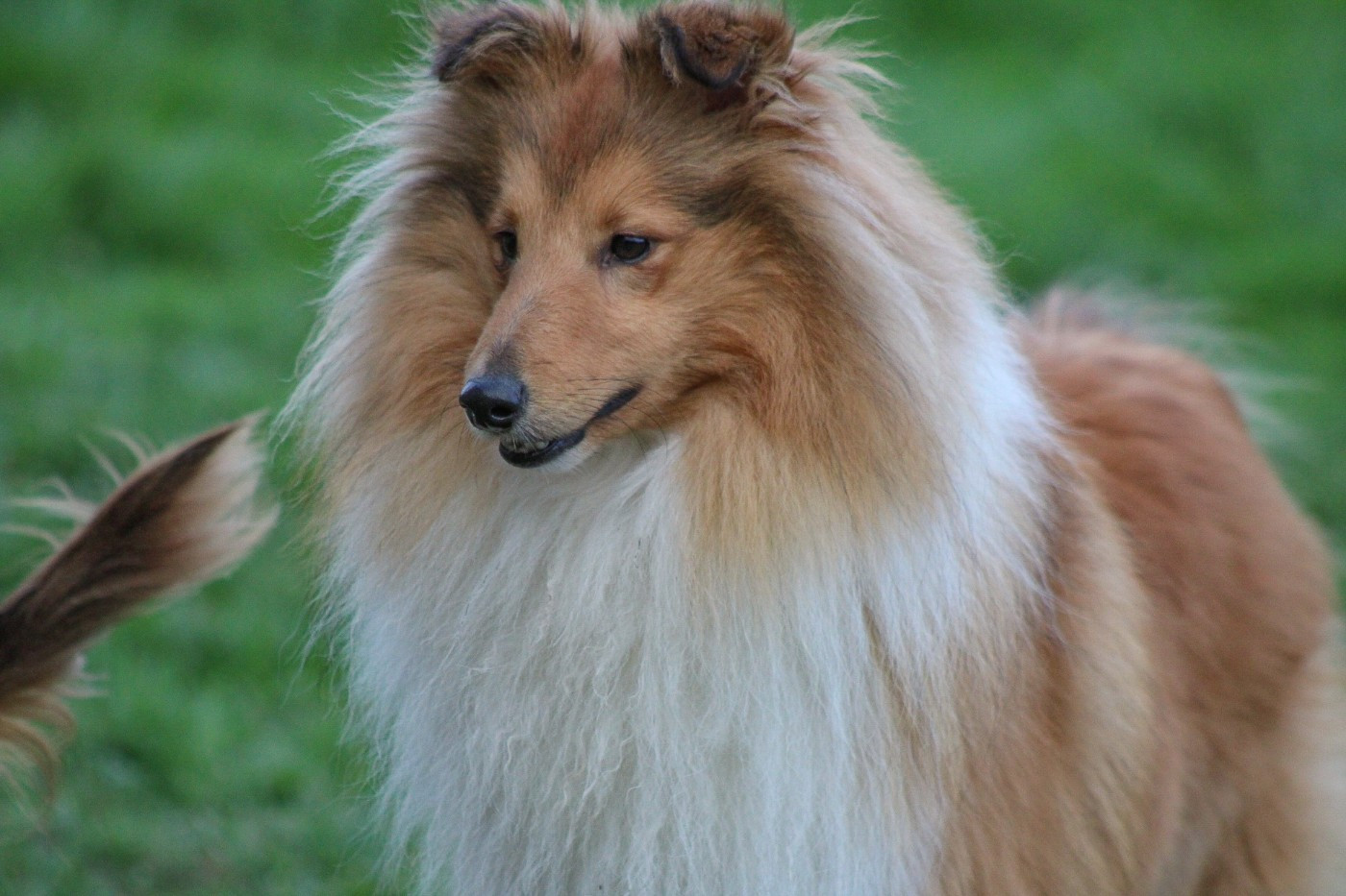 Vegas des petites fées des sables