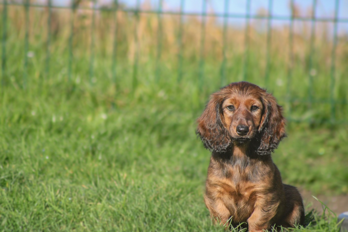 Apericub gout galantine Of Vanook's Garden