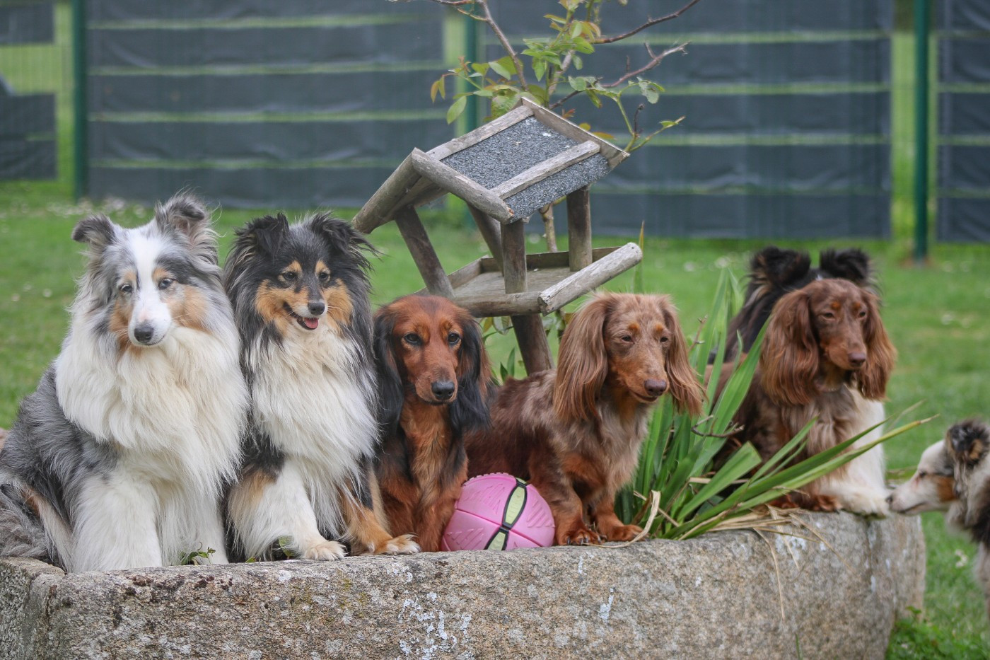 Chiots disponible