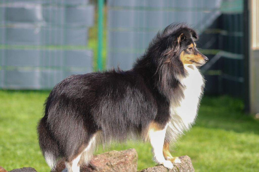 Bébé Shetland prévu au mois de Juin