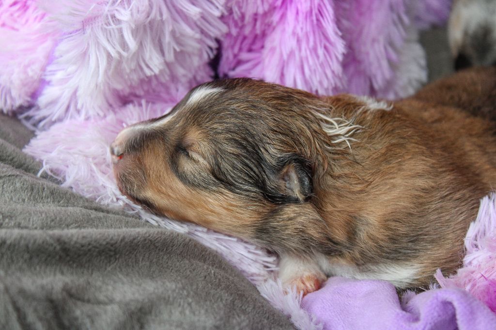 Of Vanook's Garden - Chiots disponibles - Shetland Sheepdog