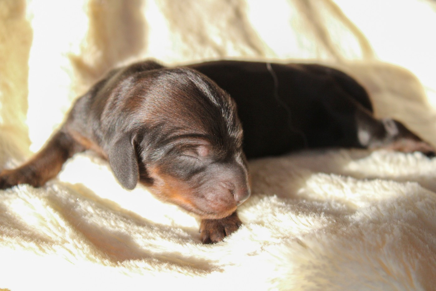 Of Vanook's Garden - Chiots disponibles - Teckel poil long