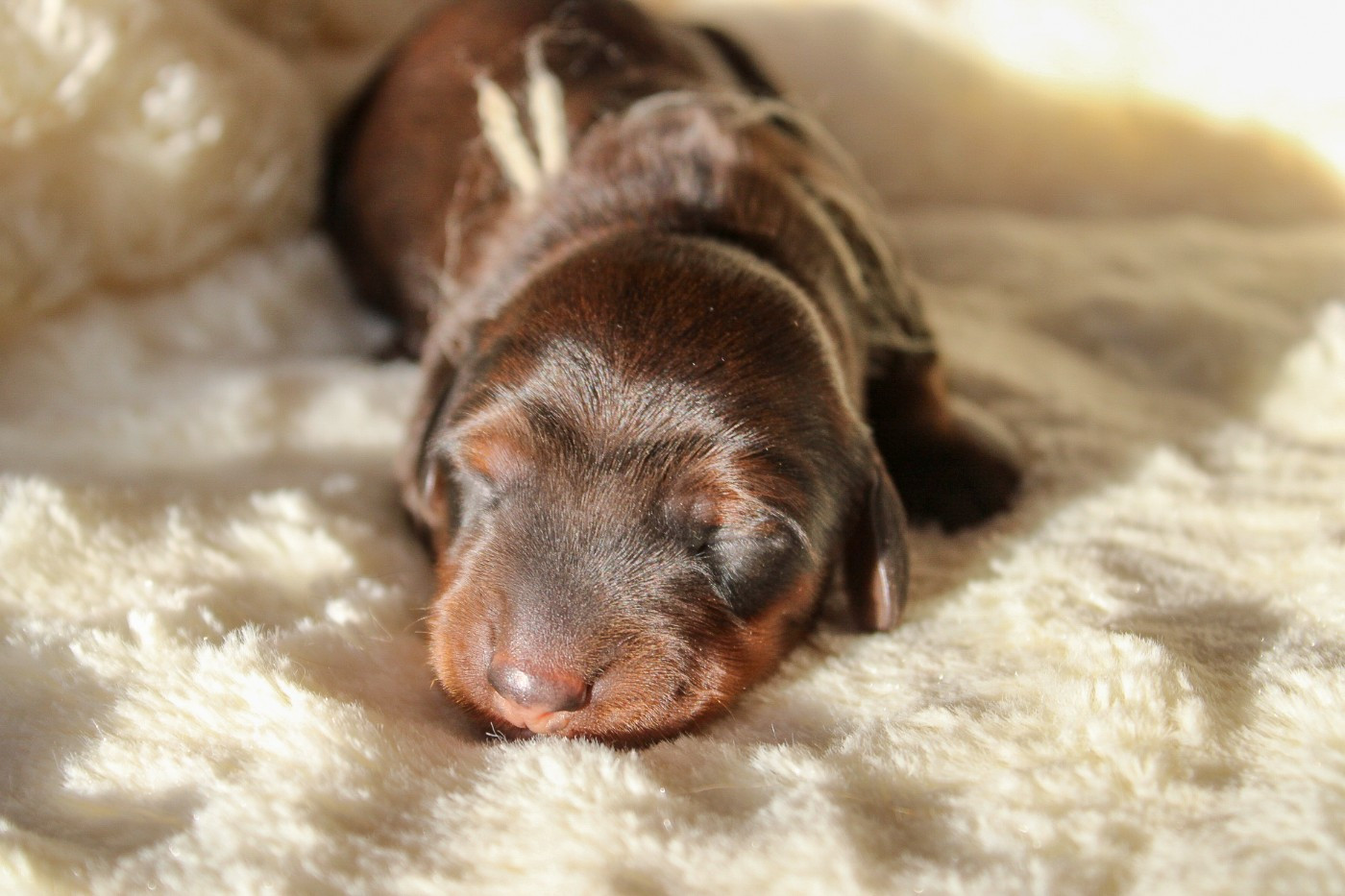 Of Vanook's Garden - Chiots disponibles - Teckel poil long