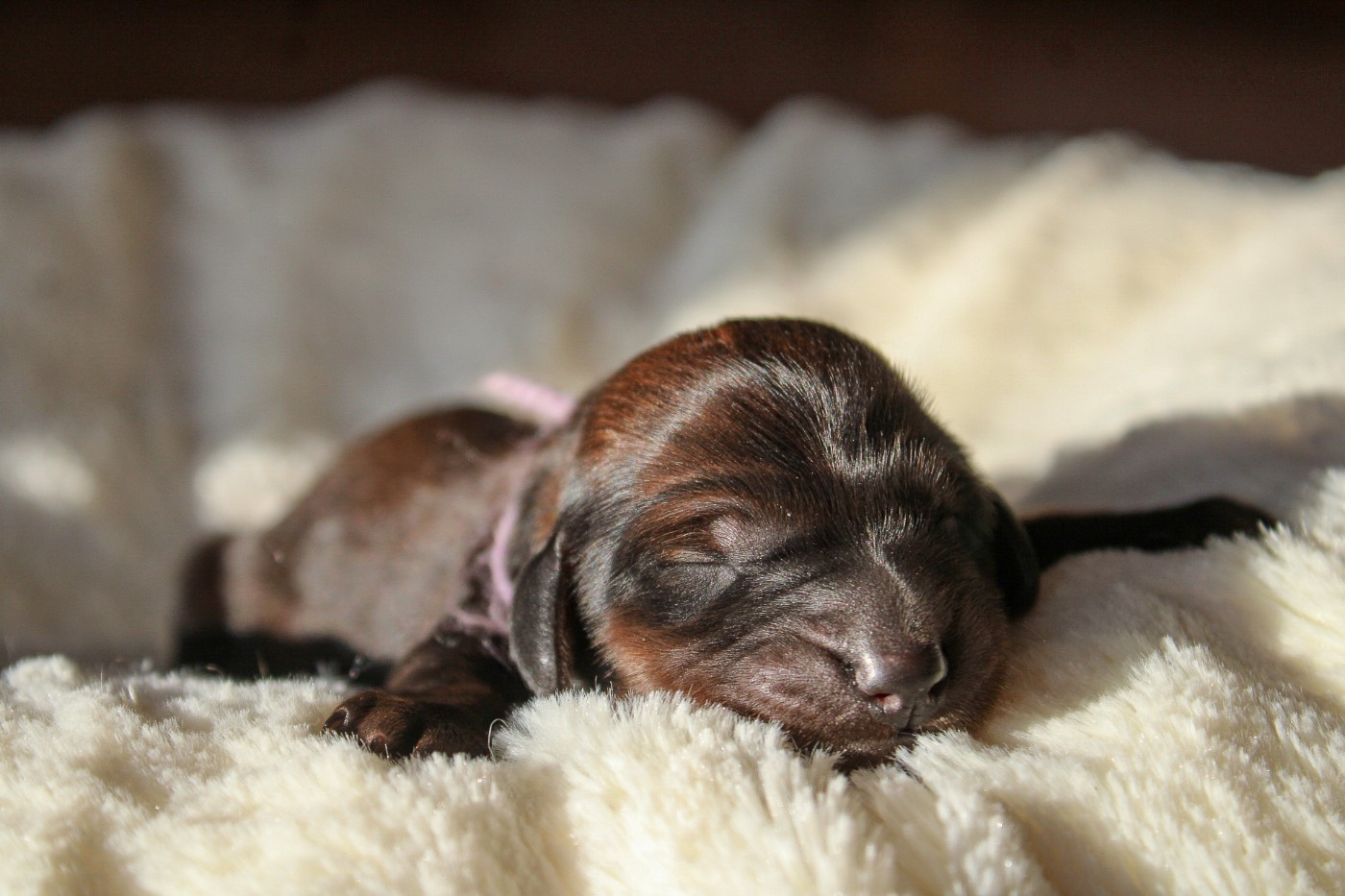 Of Vanook's Garden - Chiots disponibles - Teckel poil long