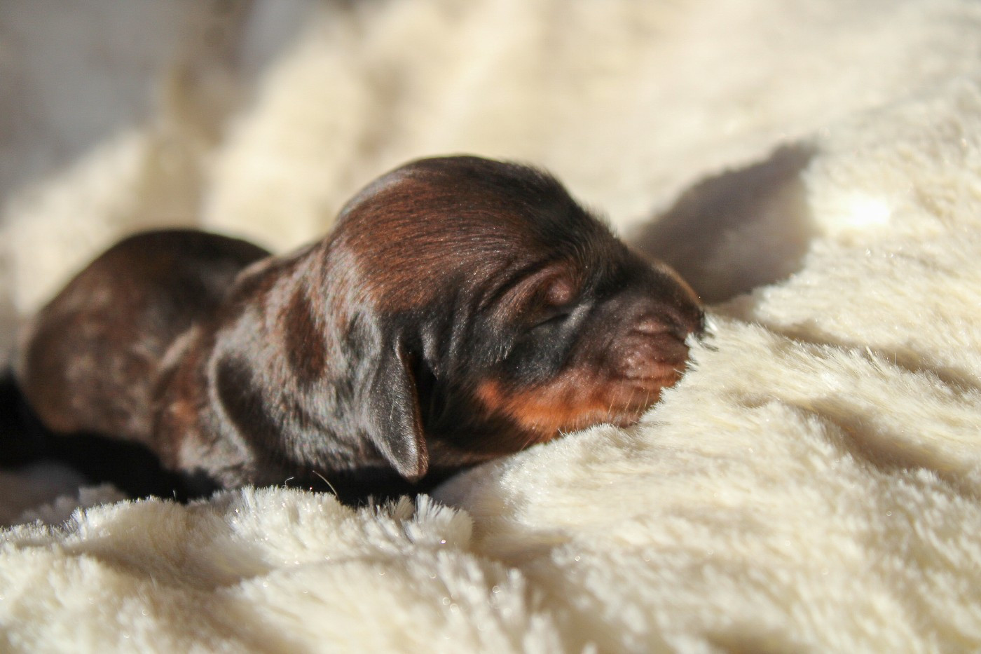 Of Vanook's Garden - Chiots disponibles - Teckel poil long