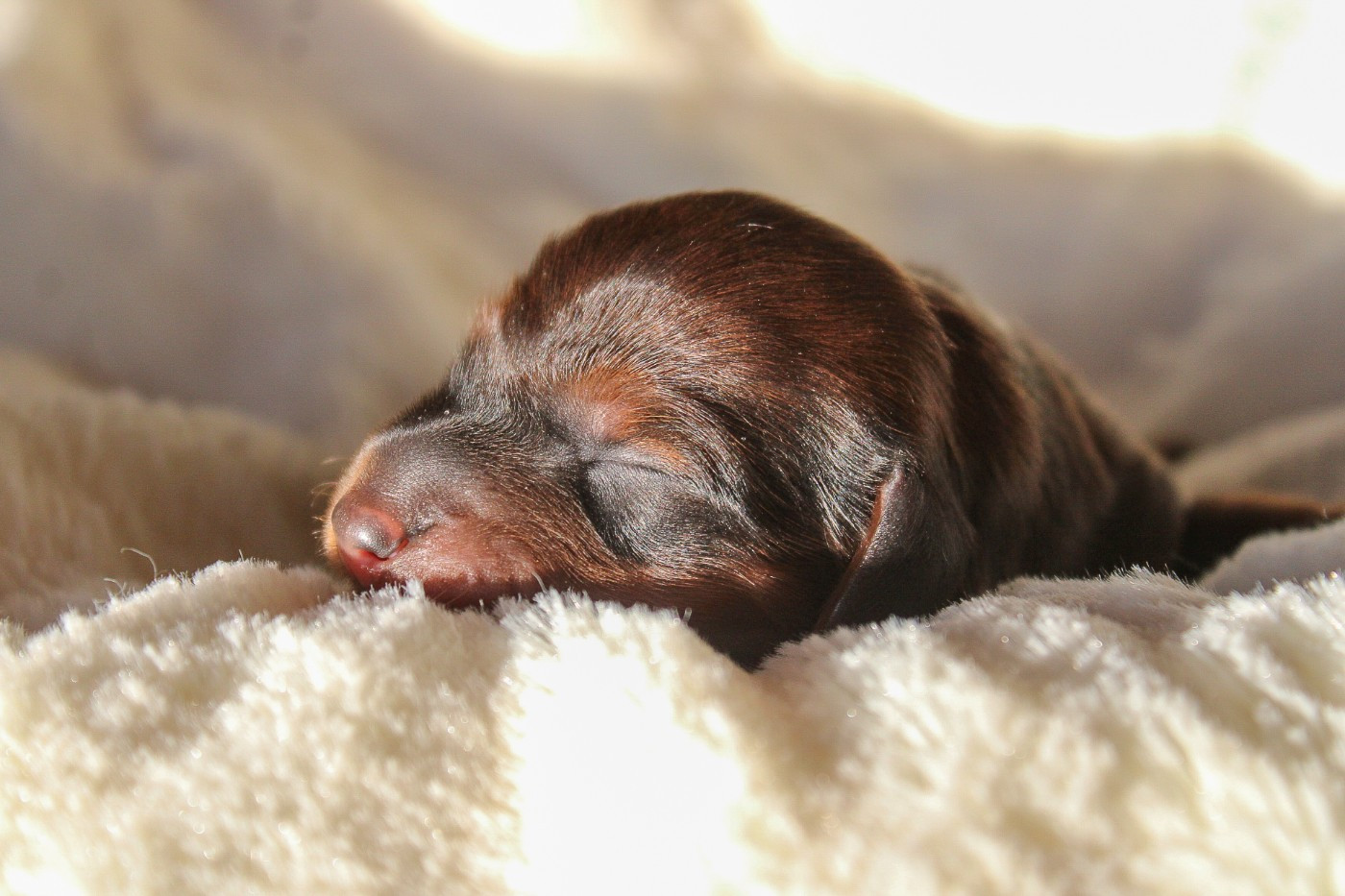 Of Vanook's Garden - Chiots disponibles - Teckel poil long