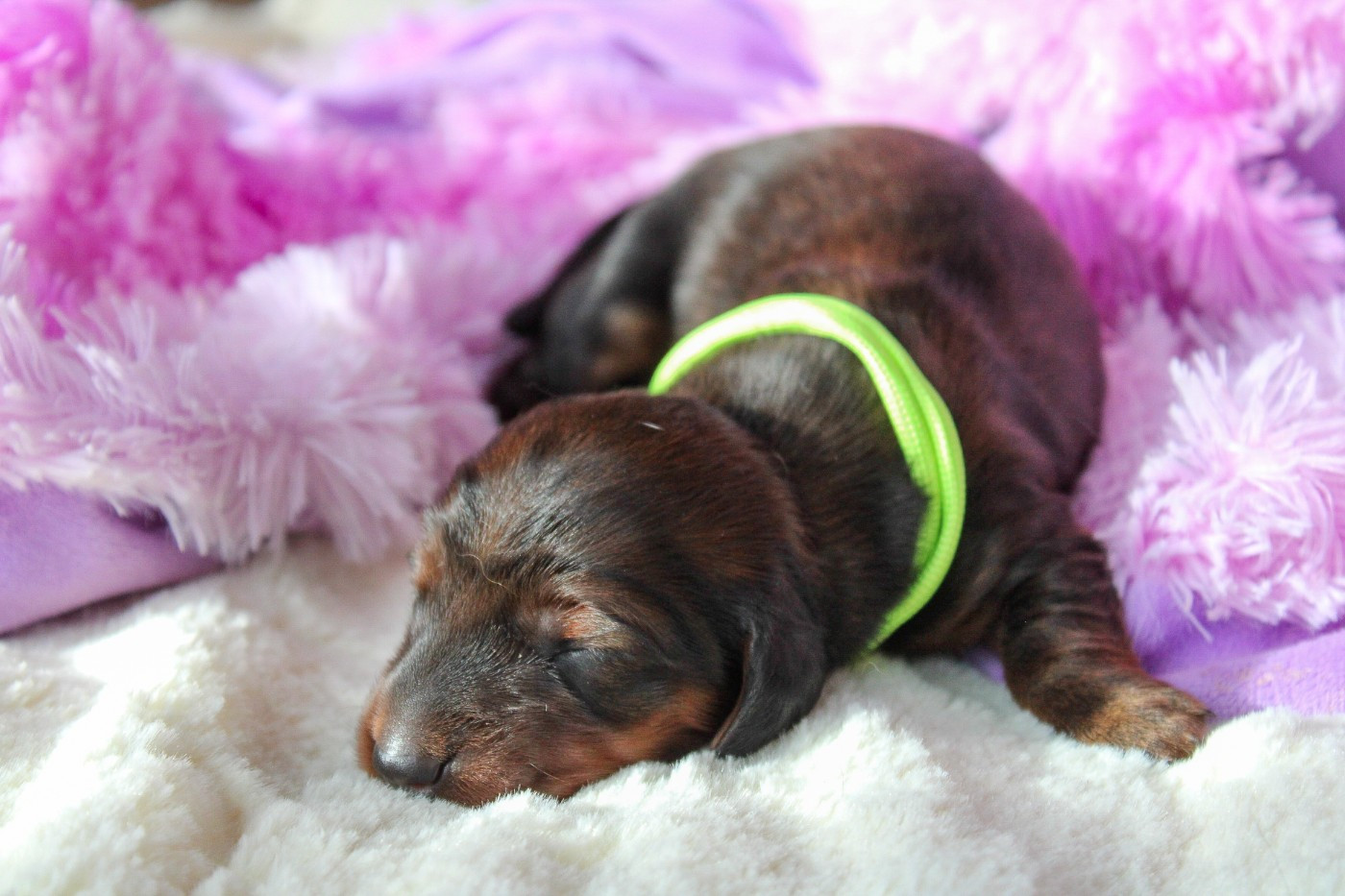 Of Vanook's Garden - Chiots disponibles - Teckel poil long