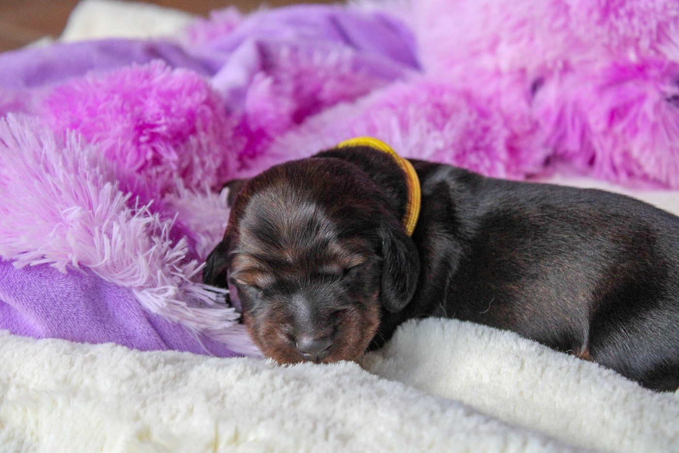 Of Vanook's Garden - Chiots disponibles - Teckel poil long