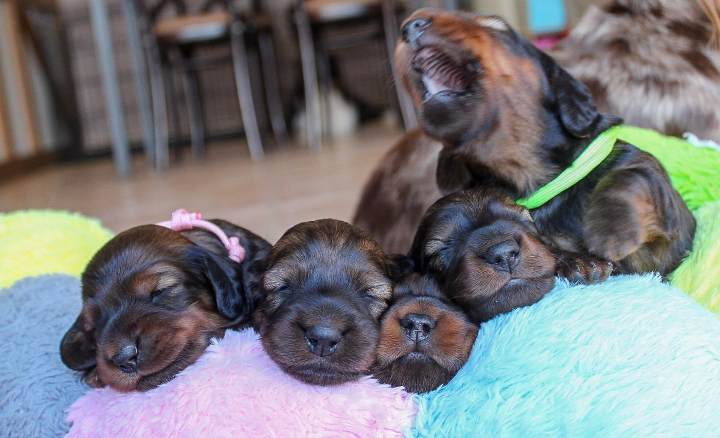 Of Vanook's Garden - Teckel poil long - Portée née le 29/11/2025