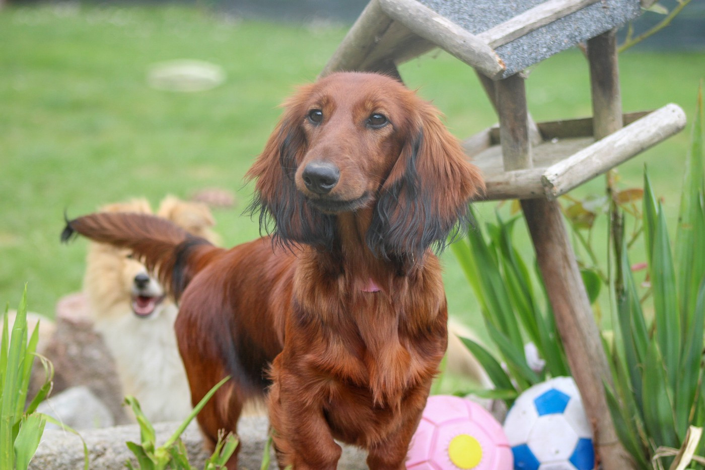 Of Vanook's Garden - Chiots disponibles - Teckel poil long