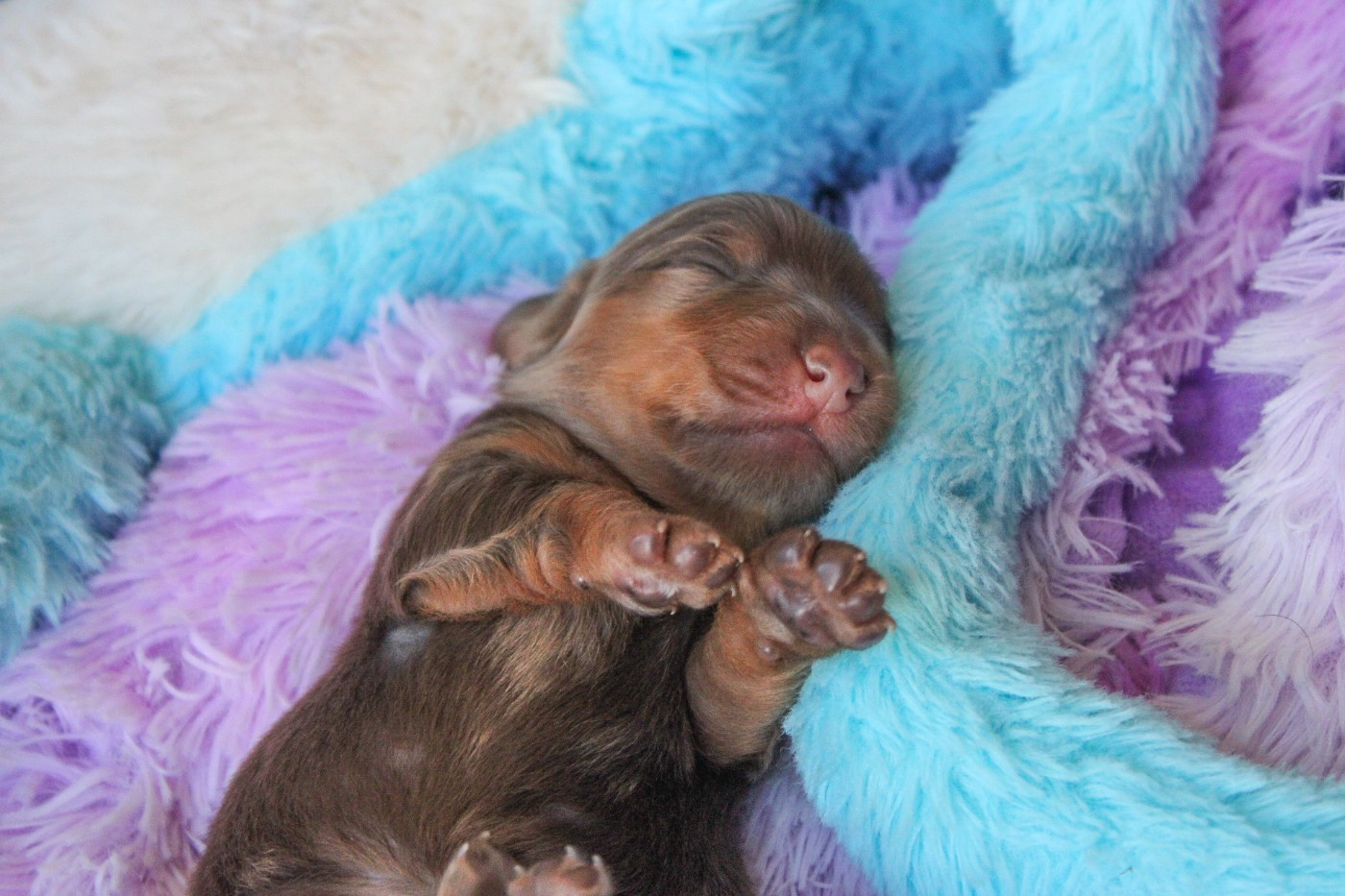 Of Vanook's Garden - Chiots disponibles - Teckel poil long