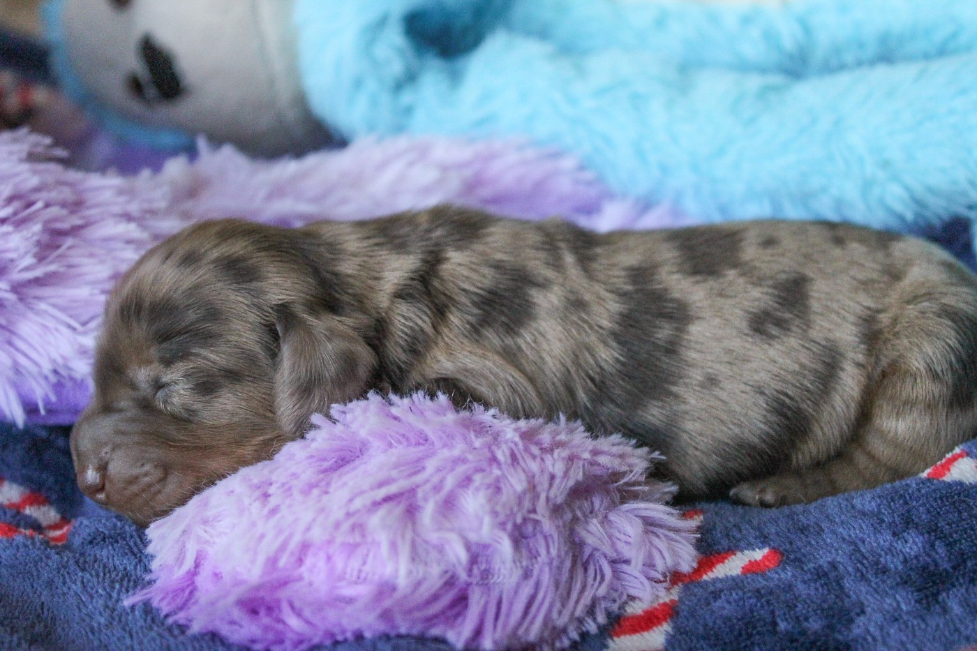 Of Vanook's Garden - Chiots disponibles - Teckel poil long
