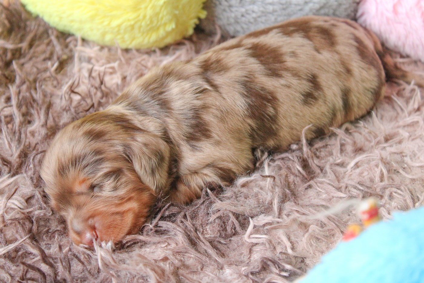 Of Vanook's Garden - Chiots disponibles - Teckel poil long