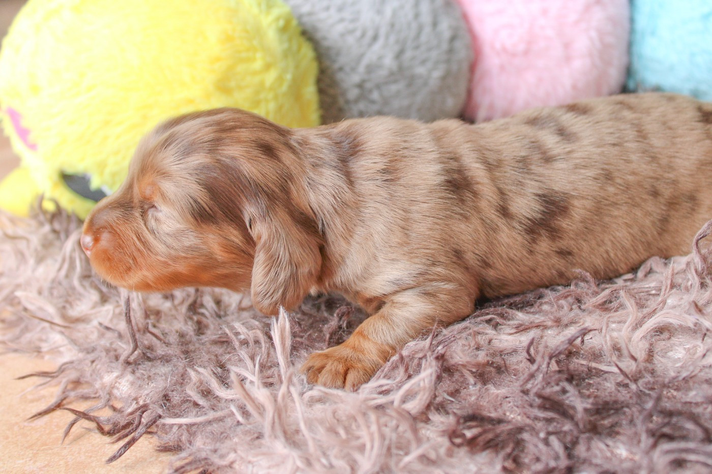Of Vanook's Garden - Chiots disponibles - Teckel poil long