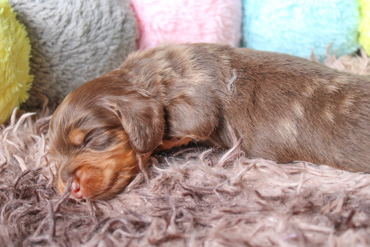 Of Vanook's Garden - Chiots disponibles - Teckel poil long