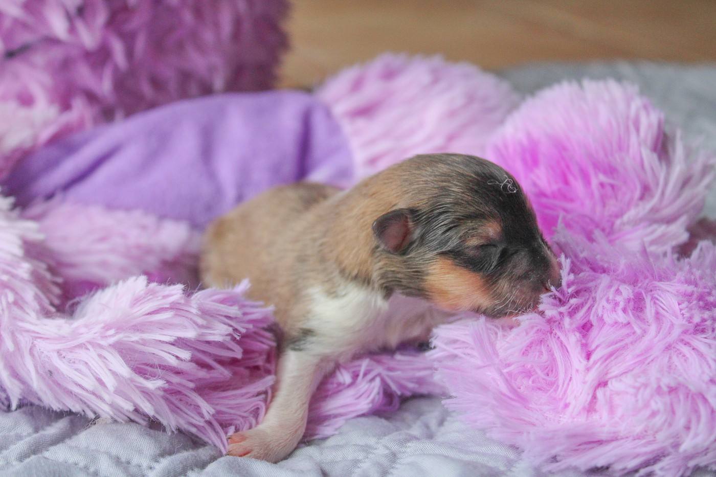 Of Vanook's Garden - Chiots disponibles - Shetland Sheepdog