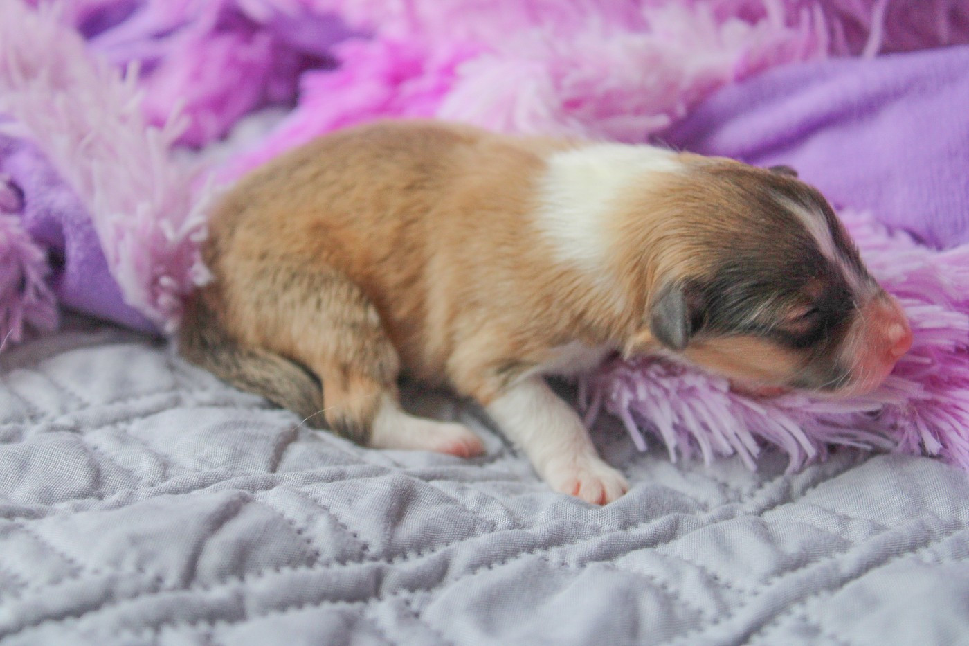 Of Vanook's Garden - Chiots disponibles - Shetland Sheepdog