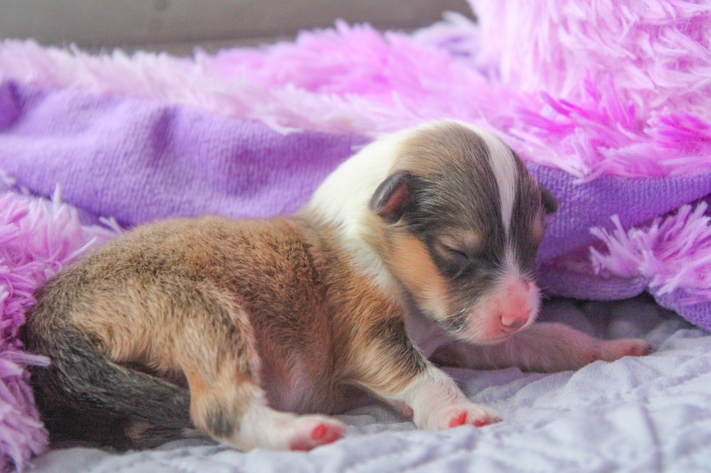 Of Vanook's Garden - Chiots disponibles - Shetland Sheepdog