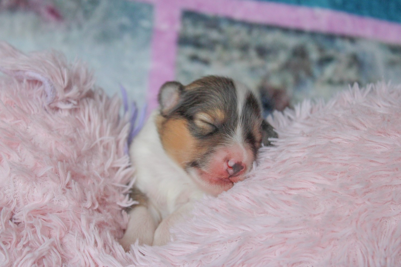 Of Vanook's Garden - Chiots disponibles - Shetland Sheepdog