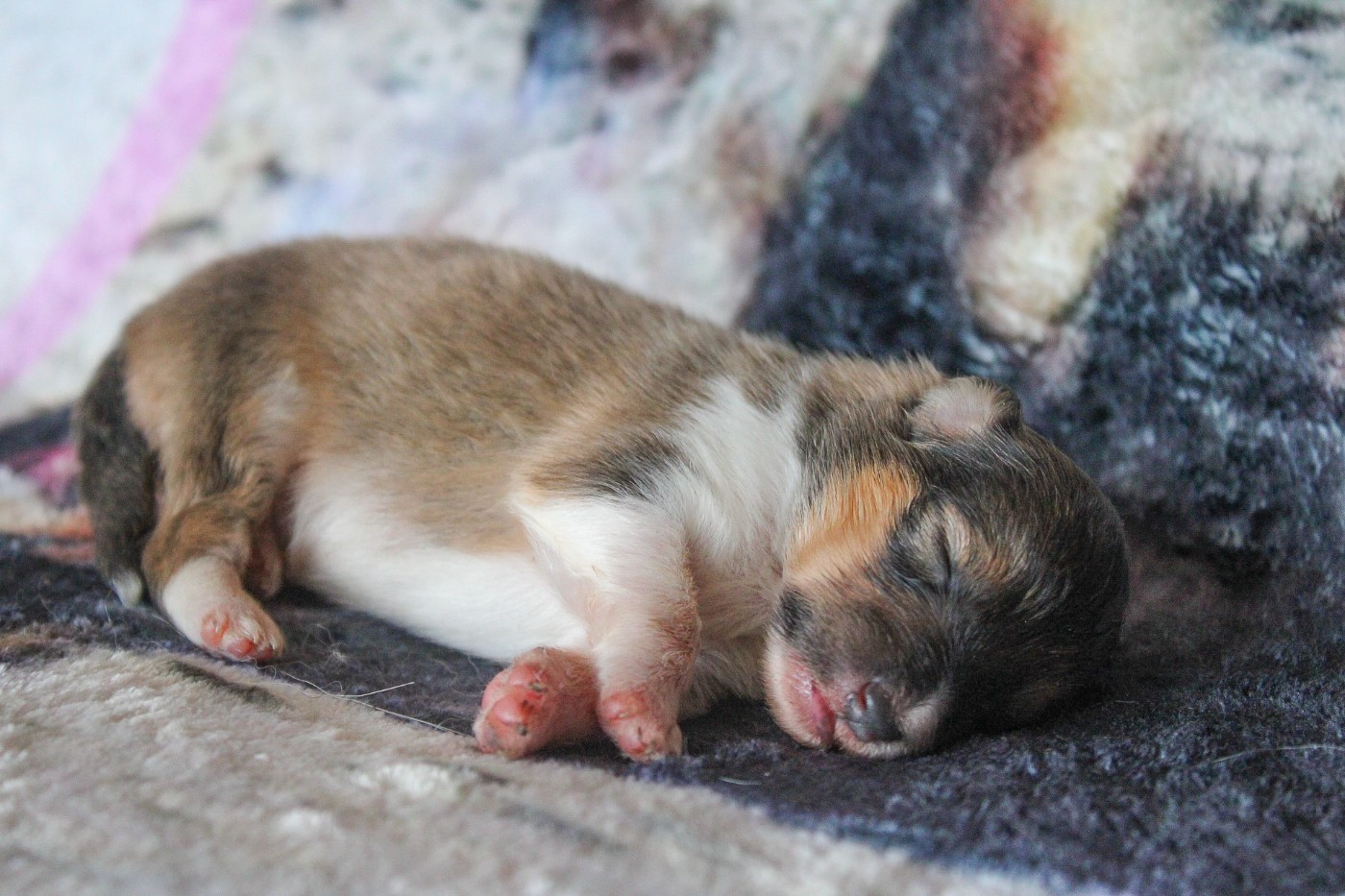 Of Vanook's Garden - Chiots disponibles - Shetland Sheepdog