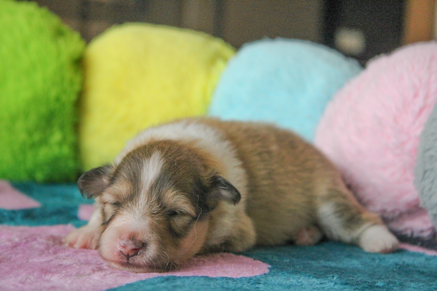 Of Vanook's Garden - Chiots disponibles - Shetland Sheepdog