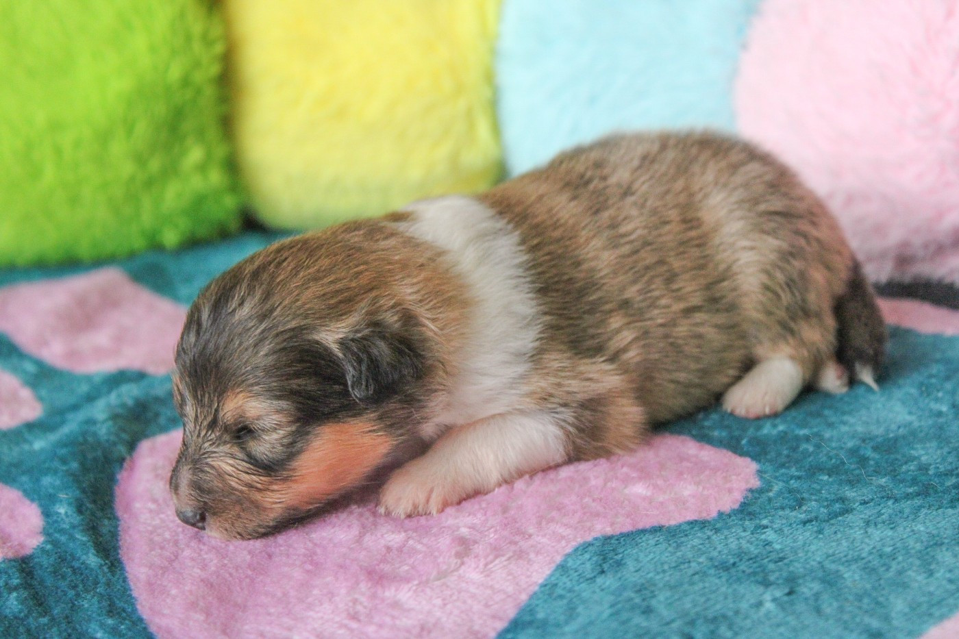 Of Vanook's Garden - Chiots disponibles - Shetland Sheepdog