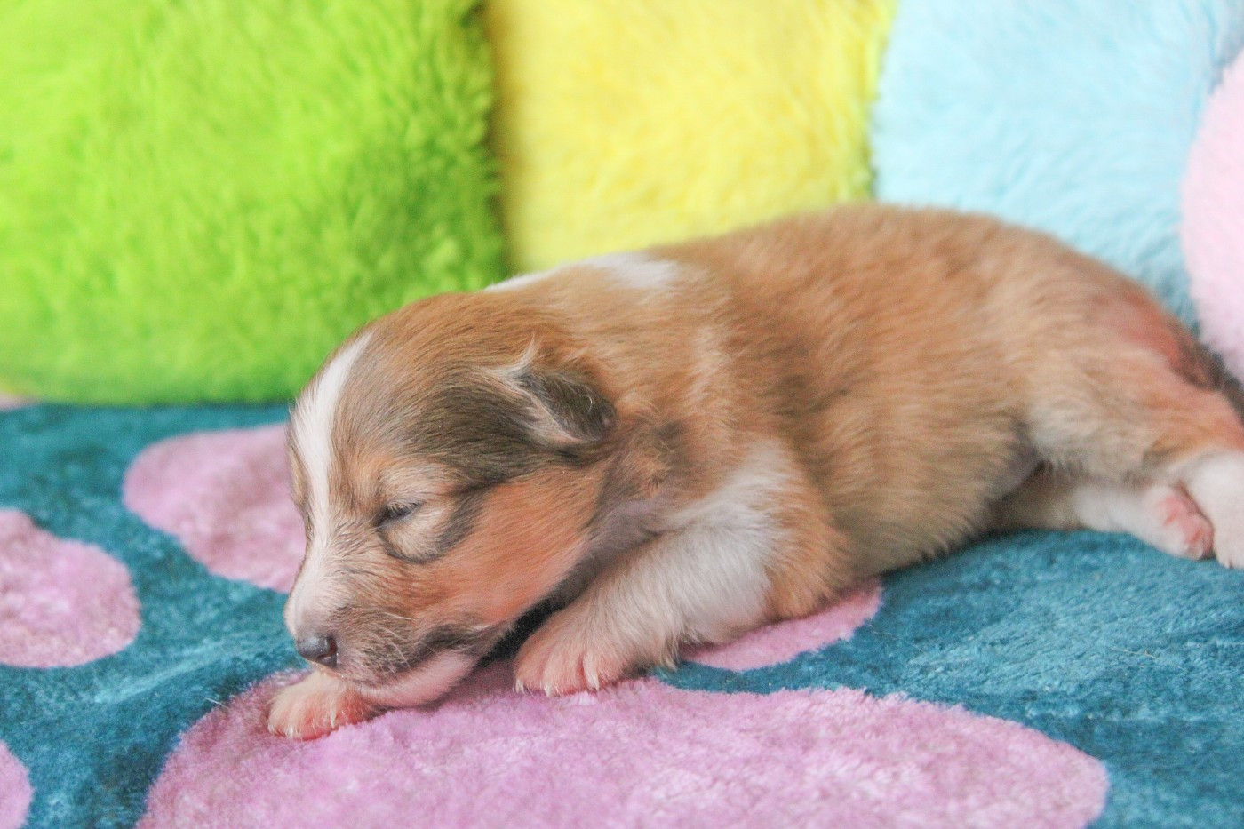 Of Vanook's Garden - Chiots disponibles - Shetland Sheepdog