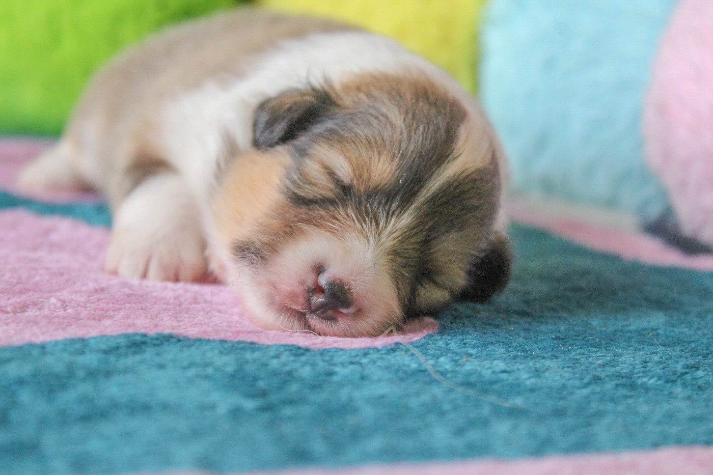 Of Vanook's Garden - Chiots disponibles - Shetland Sheepdog