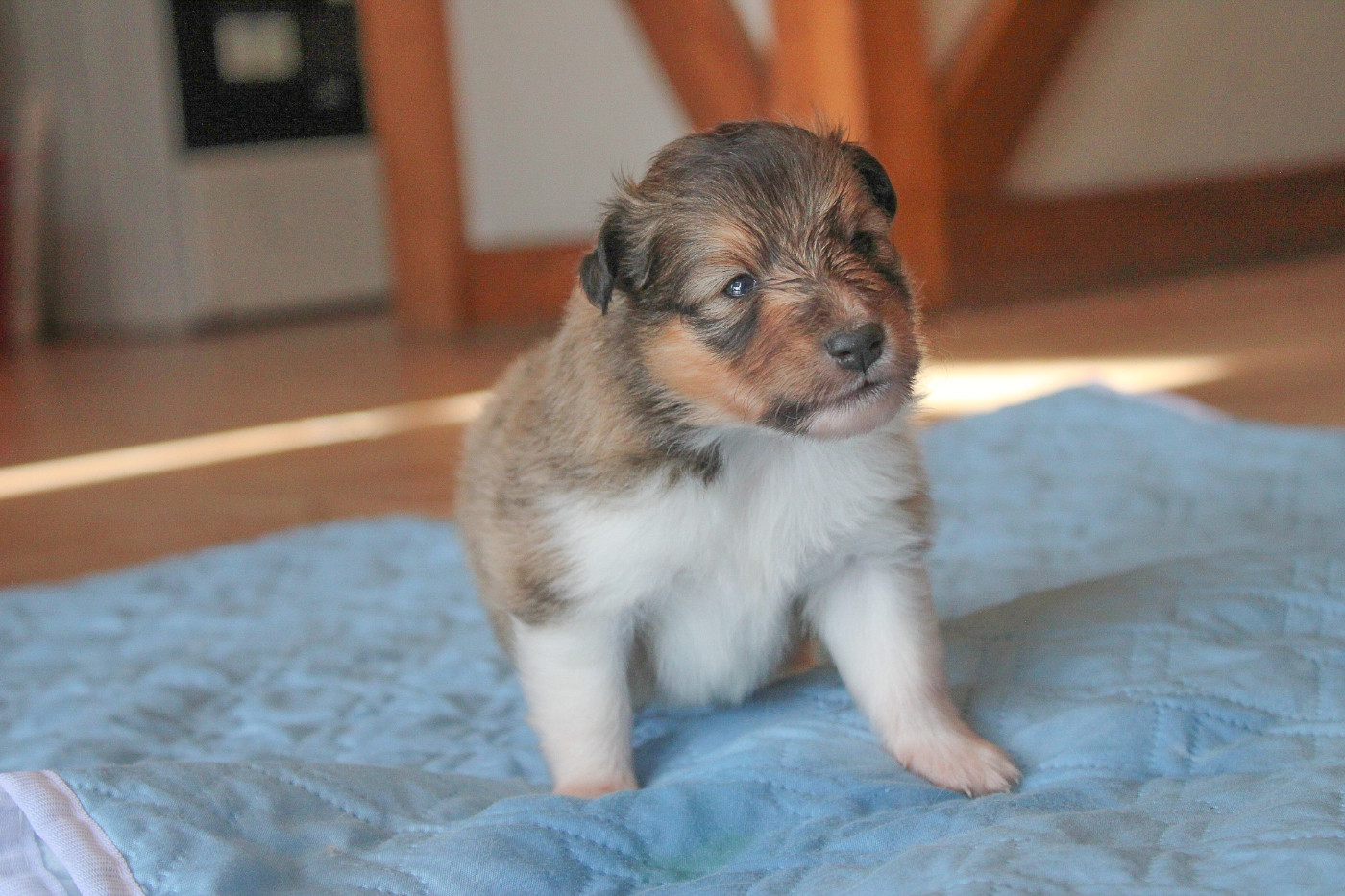 Of Vanook's Garden - Chiots disponibles - Shetland Sheepdog