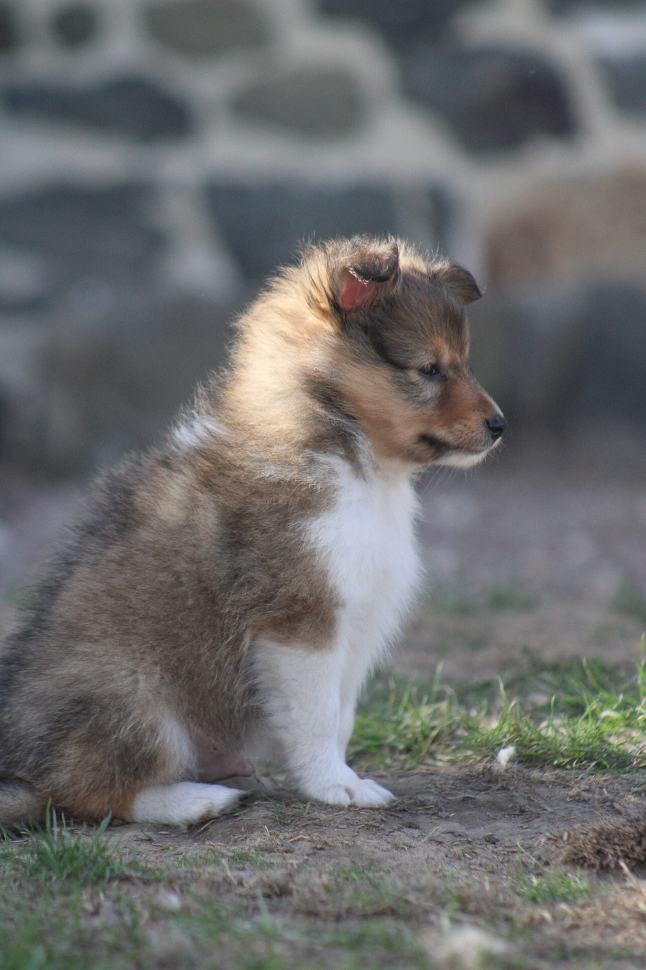 Of Vanook's Garden - Chiots disponibles - Shetland Sheepdog