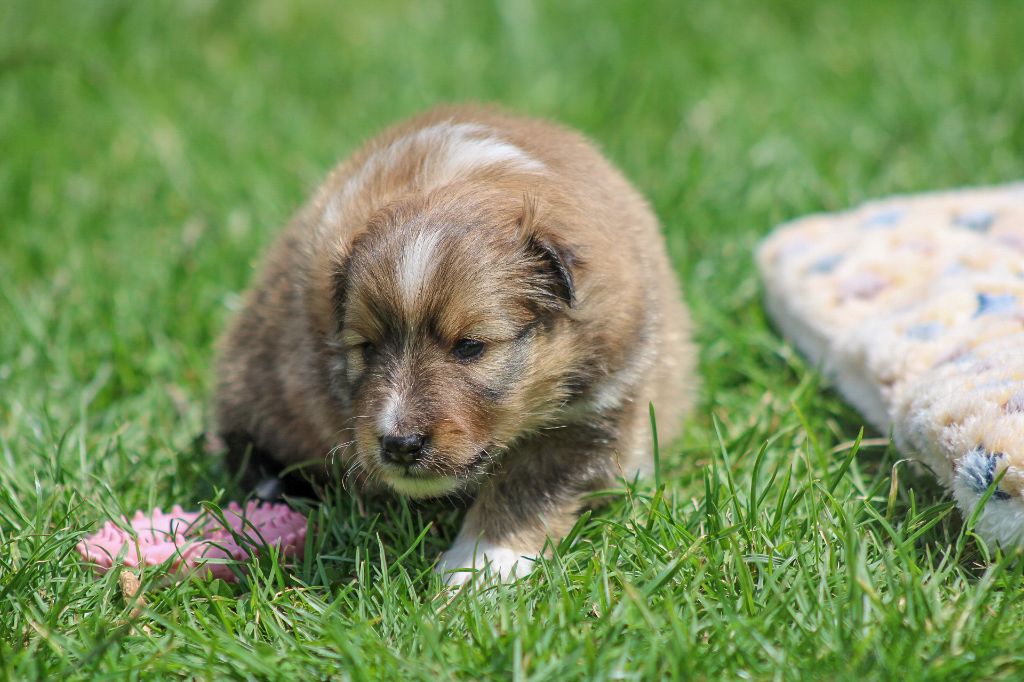 Of Vanook's Garden - Chiots disponibles - Shetland Sheepdog