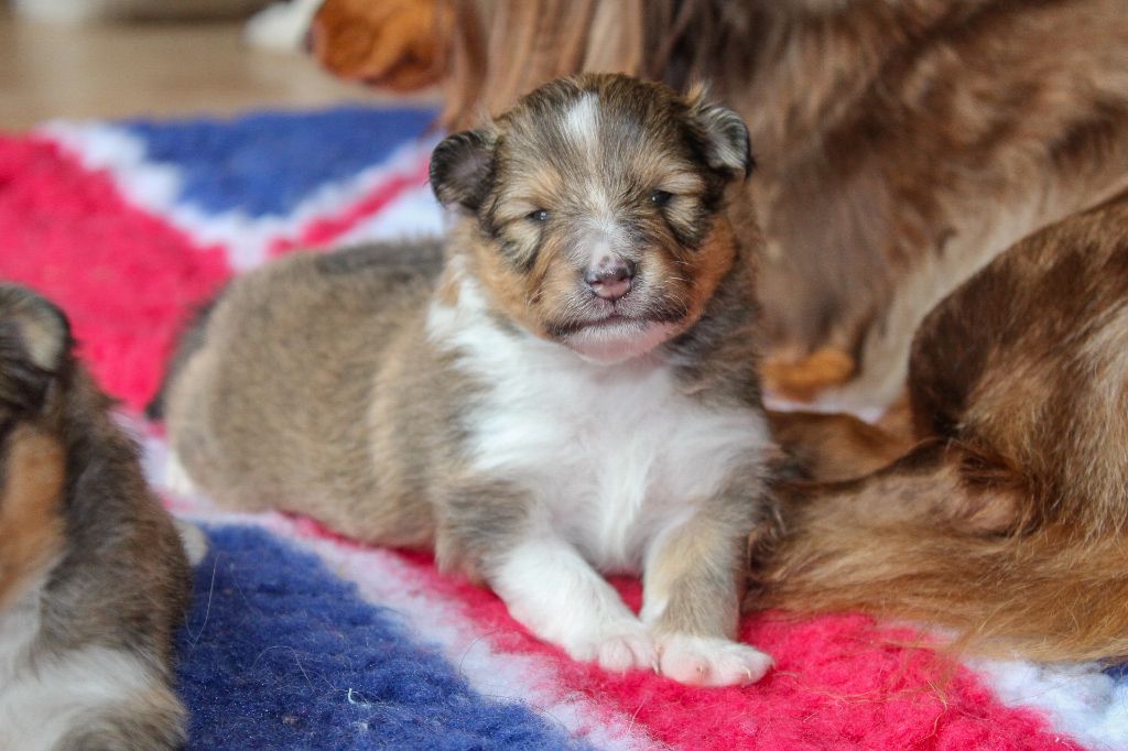 Of Vanook's Garden - Chiots disponibles - Shetland Sheepdog