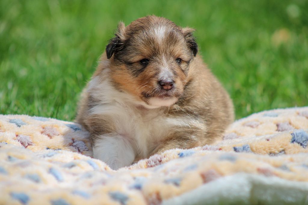 Of Vanook's Garden - Chiots disponibles - Shetland Sheepdog