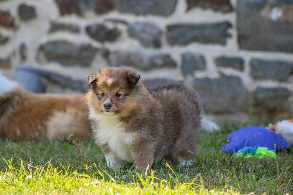 Of Vanook's Garden - Chiots disponibles - Shetland Sheepdog