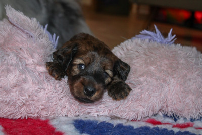 Apericube Gout Galantine