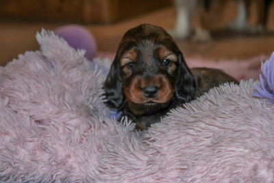 Apericube Gout Andouille