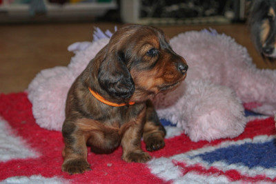 Apericube Gout Salami