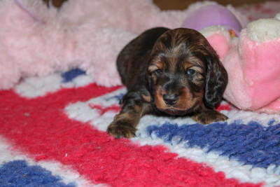 Apericube Gout Merguez