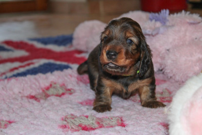 Apericube Gout Coppa