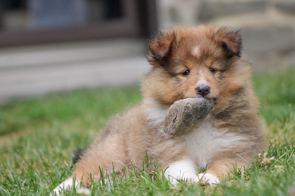 Of Vanook's Garden - Chiots disponibles - Shetland Sheepdog