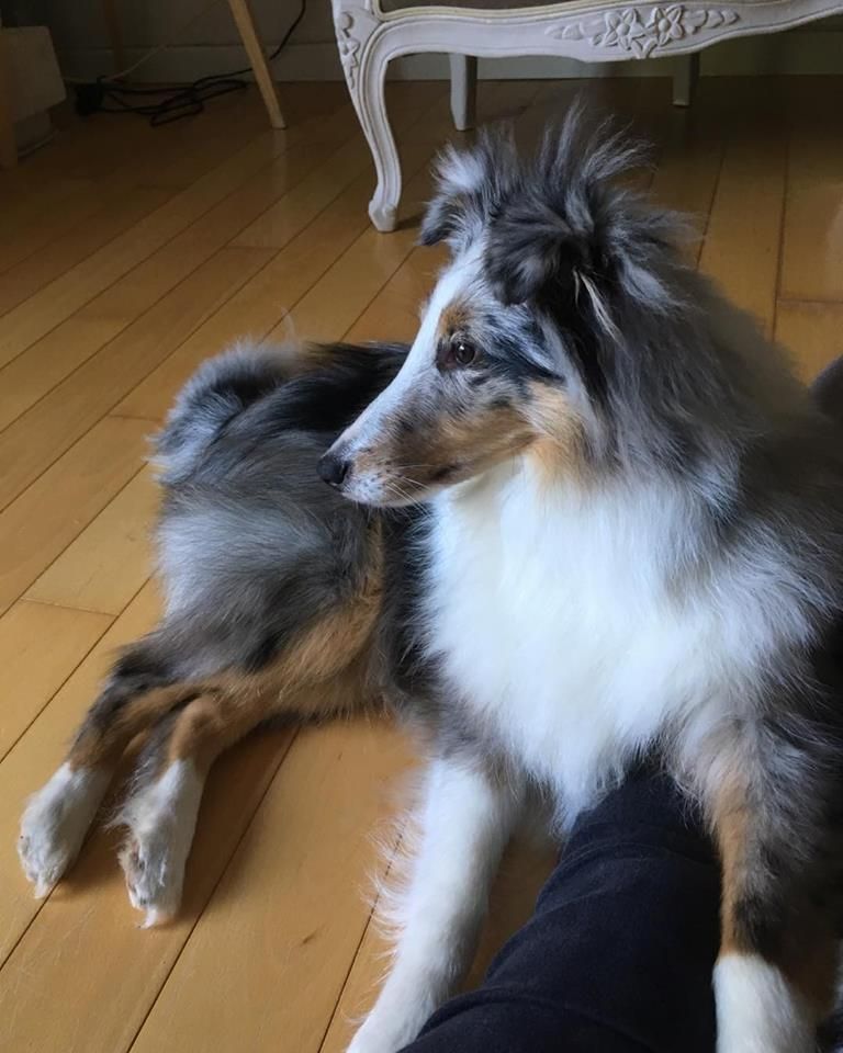 Of Vanook's Garden - Shetland Sheepdog - Portée née le 27/07/2017